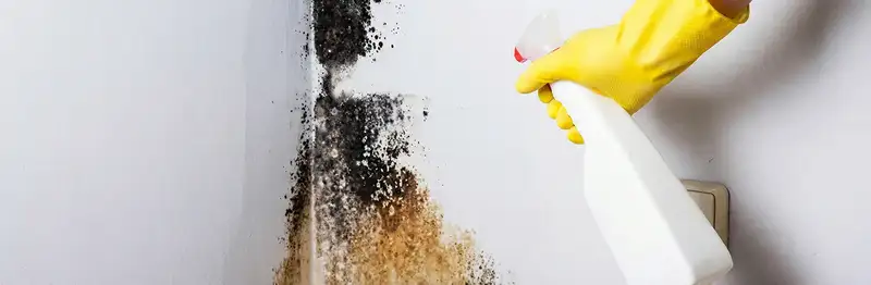 visible mold growth on an interior wall being treated during mold removal service in Bellevue, WA